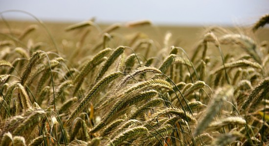 field-196173_640