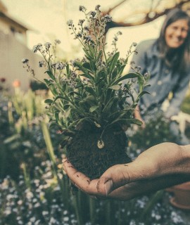 planting-865294_1920