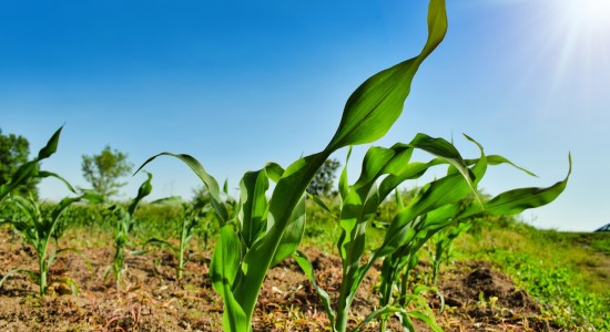 plant-4803128_1280