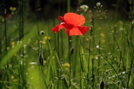 poppy-g562e5149c_1920