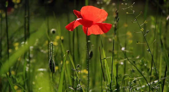 poppy-g562e5149c_1920